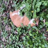 Foto de gato encontrado en Jouy