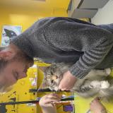 Foto del gato perdido en Megeve