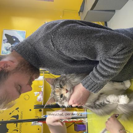 Foto 1/1 Sottise Chat perdido en Megeve