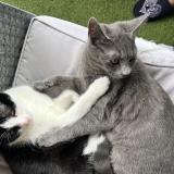 Foto del gato perdido en Yutz