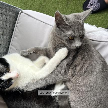 Foto 1/1 Naya Chat perdido en Yutz