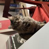 Foto del gato perdido en Nice