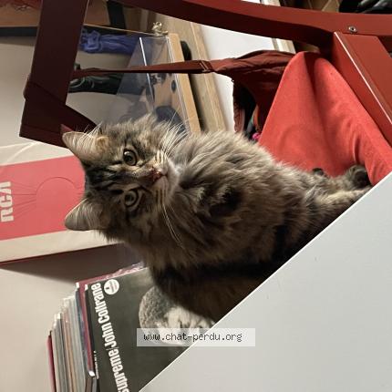 Foto 1/1 Bob Chat perdido en Nice