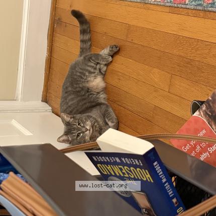 Foto 1/1 Harley Chat perdido en Ruther glen