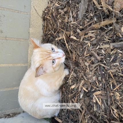 Foto 1/1 Gato encontrado Encontrado en Montreuil