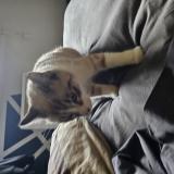 Foto del gato perdido en Saint Jory