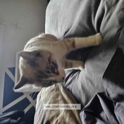 Foto 1/1 Azur Chat perdido en Saint jory