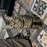 Foto del gato perdido en Beziers