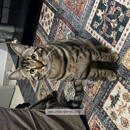 Foto 1/1 Winnie Chat perdido en Beziers