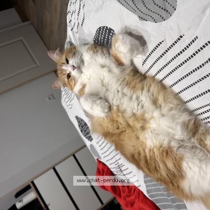 Foto 1/1 Chopper Chat perdido en Anglet