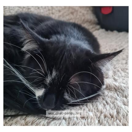 Foto 1/1 Lulu Chat perdido en Lievin