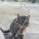 Foto de gato encontrado en La Burbanche