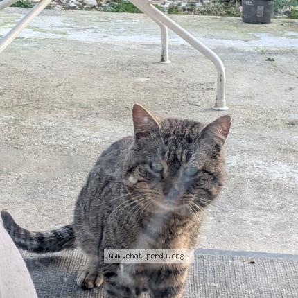 Foto 1/1 Gato encontrado Encontrado en La burbanche