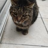 Foto de gato encontrado en Bordeaux 33800