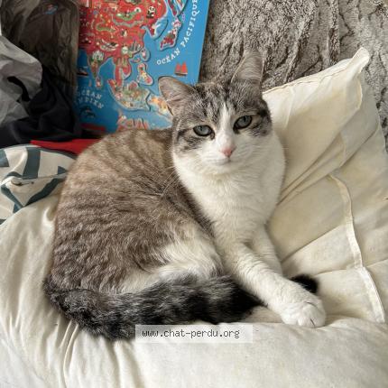 Foto 1/1 Salamèche Chat perdido en Pessac