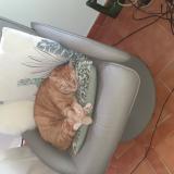 Foto del gato perdido en Six Fours