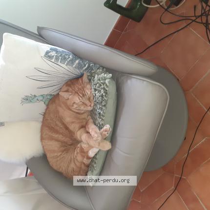 Foto 1/1 smoothie Chat perdido en Six fours