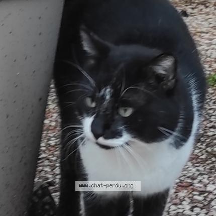 Foto 1/1 Gato encontrado Encontrado en Aubagne