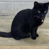 Foto del gato perdido en Gorges