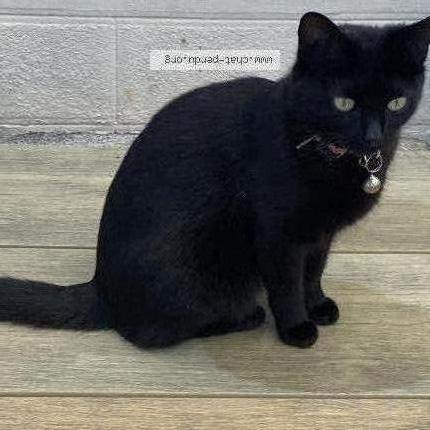 Foto 1/1 Chiquita Chat perdido en Gorges