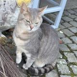 Foto de gato encontrado en Lausanne