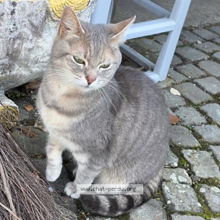 Foto 1/1 Gato encontrado Encontrado en Lausanne