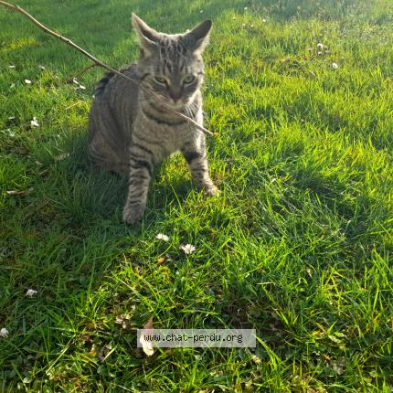 Foto 1/1 Gato encontrado Encontrado en St clair de la tour 38110