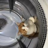 Foto del gato perdido en Montreal