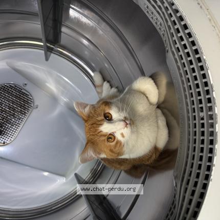 Foto 1/1 Toupie Chat perdido en Montreal