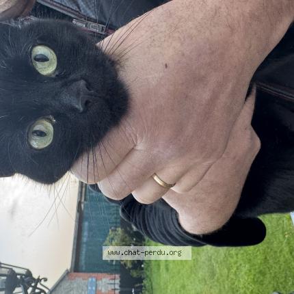 Foto 1/1 Gato encontrado Encontrado en Percy