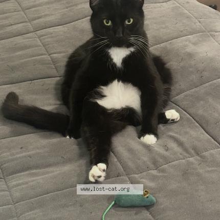 Foto 1/1 Kitty Chat perdido en Indianapolis