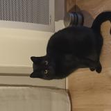 Foto del gato perdido en Reze