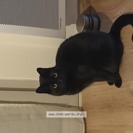 Foto 1/1 MOON Chat perdido en Reze