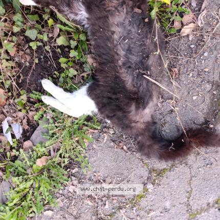 Foto 1/1 Gato encontrado Encontrado en Nomain