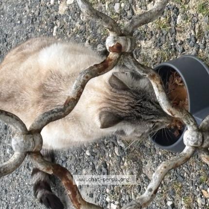 Foto 1/1 Gato encontrado Encontrado en Chateaubernard