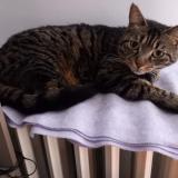 Foto del gato perdido en Les Noes Pres Troyes