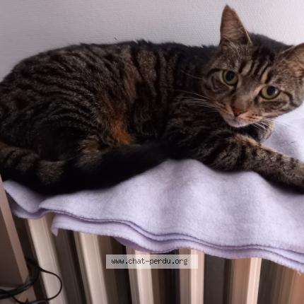 Foto 1/1 Omale Chat perdido en Les noes pres troyes