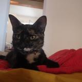 Foto del gato perdido en Aix En Provence