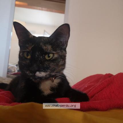 Foto 1/1 Ina Chat perdido en Aix en provence