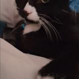 Foto del gato perdido en Iffendic