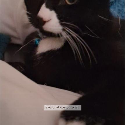 Foto 1/1 Aaron Chat perdido en Iffendic