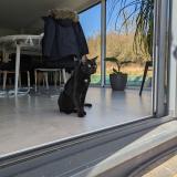 Foto del gato perdido en Kutzenhausen