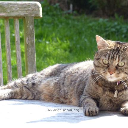 Foto 1/1 pelote Chat perdido en Incourt