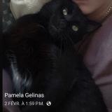 Foto del gato perdido en Trois Rivieres