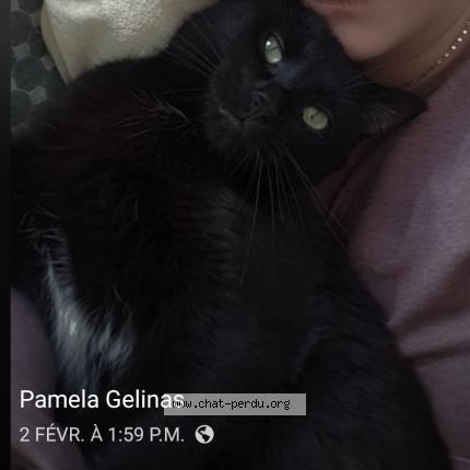 Foto 1/1 Lili Chat perdido en Trois rivieres