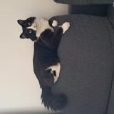 Foto del gato perdido en Thorigny Sur Marne