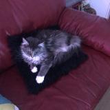 Foto del gato perdido en Chouze Sur Loire