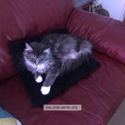 Foto 1/1 Neptune Chat perdido en Chouze sur loire