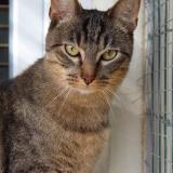 Foto del gato perdido en Dammartin En Goele