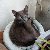 Foto del gato perdido en Sainte Neomaye